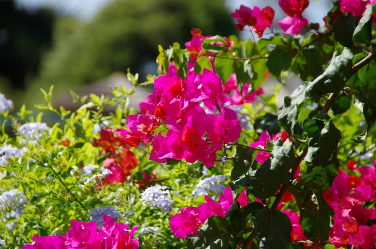 Holidays Albufeira - Ferias De Sonho Εξωτερικό φωτογραφία